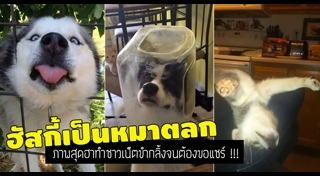 รูปหมาตลกๆ