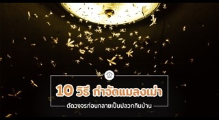 วิธีกำจัดแมลงเม่า