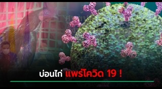 บ่อนไก่