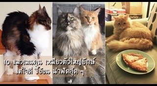 แมวเมนคูน