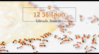 วิธีไล่หนู