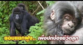 พฤติกรรมสัตว์