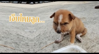 สุนัขกัดงู