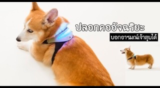 ปลอกคอสุนัข