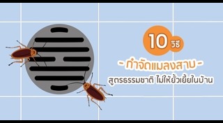 วิธีกำจัดแมลงสาบ
