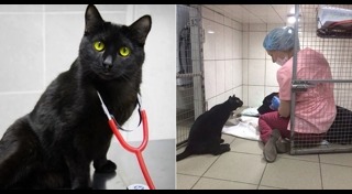 แมวพิการ