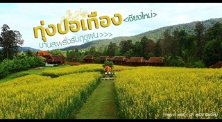 ทุ่งปอเทือง