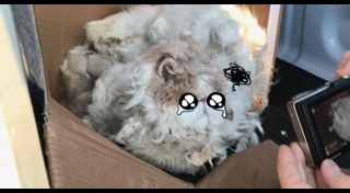 แมวเปอร์เซีย