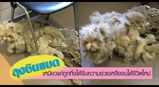 แมวเปอร์เซีย