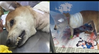 ลอยด์ หมาชิบะ