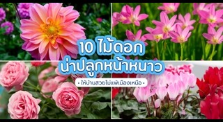 ไม้ดอกปลูกหน้าหนาว