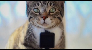 ปลอกคอแมว