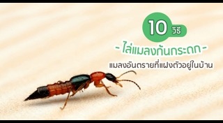 วิธีไล่สัตว์