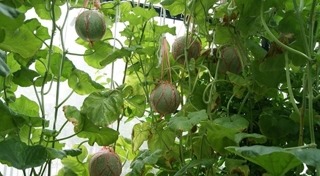 วิธีปลูกเมลอน