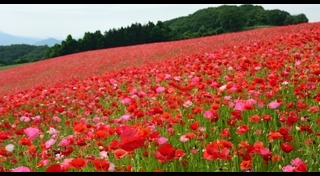 ทุ่งดอกไม้ญี่ปุ่น