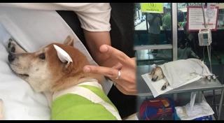 ลอยด์ หมาชิบะ