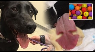 ของเล่นอันตราย