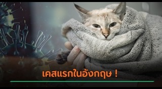 แมวป่วย