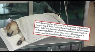 ลอยด์ หมาชิบะ