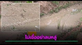 รอยพญานาค