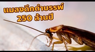 วิธีไล่แมลงสาบ