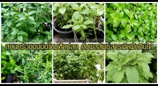 ผักไฮโดรโปนิกส์