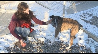 วิธีดูแลสุนัข