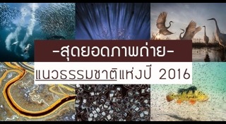 ภาพถ่ายยอดเยี่ยม