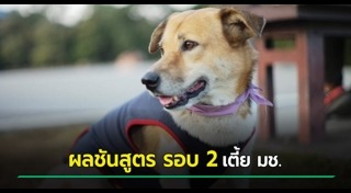 เตี้ย มช.