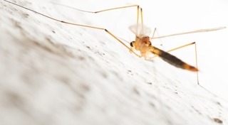 มาลาเรีย