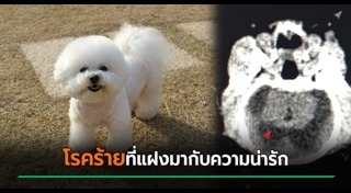 เลี้ยงสุนัข