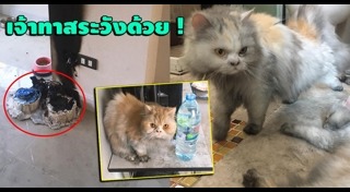 อุปกรณ์เลี้ยงสัตว์