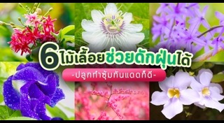 ไม้เลื้อย