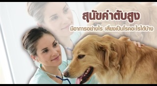 วิธีดูแลสุนัข