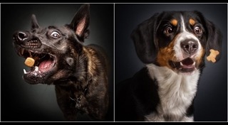 รูปหมาตลกๆ