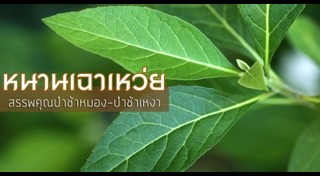 หนานเฉาเหว่ย