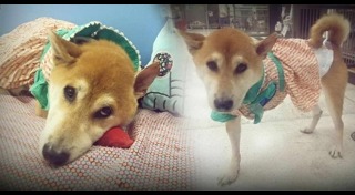 ลอยด์ หมาชิบะ