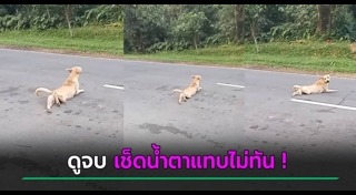 หมาพิการ