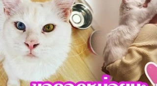 แมวเปอร์เซีย