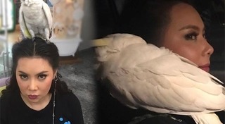 นกกระตั้ว