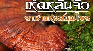 เห็ดหลินจือ