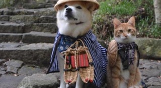 หมากับแมว