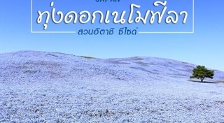 ทุ่งดอกไม้ญี่ปุ่น