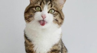 แมวพิการ