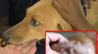 ผิวหนังอักเสบ