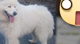 ร้านตัดขนสุนัข