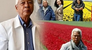 ทิวลิปทอง