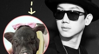 หมูแคระ