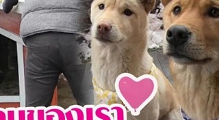 บ้านหมา