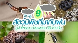 โรคหน้าฝน